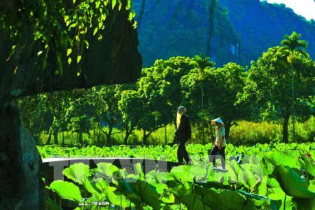 Mùa sen ở chùa Bích Động (Ninh Bình) - vẻ đẹp khó cưỡng