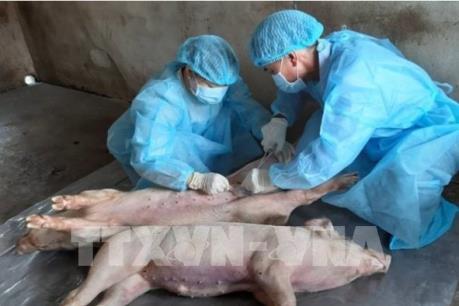 Tỉnh thứ 58 trong cả nước xuất hiện dịch tả lợn châu Phi