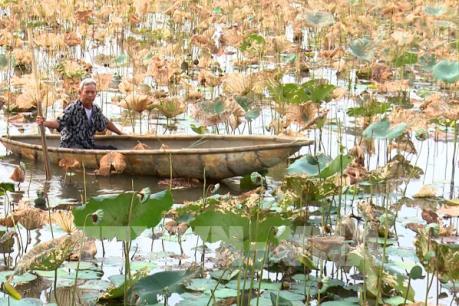 Sen bị chết hàng loạt ở Thừa Thiên - Huế