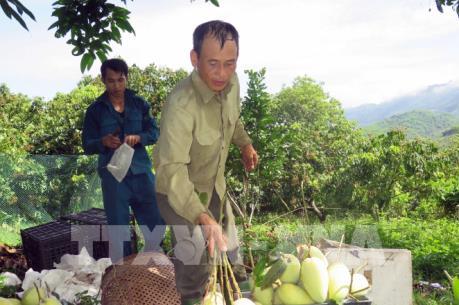 Sơn La, lần đầu xuất khẩu đặc sản Xoài tượng da xanh sang Anh
