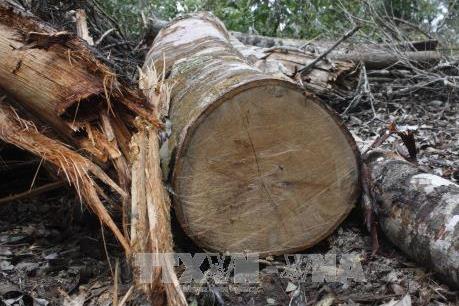 Gia Lai: Khởi tố, bắt tạm giam đối tượng khai thác gỗ trái phép