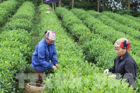 Tp. Hồ Chí Minh tìm giải pháp phát triển kinh tế tập thể nông nghiệp