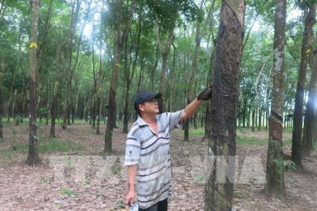 Nhiều doanh nghiệp cao su “bối rối” khi xây dựng kế hoạch kinh doanh 2020