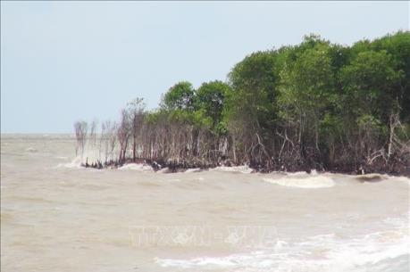 Điều chỉnh Đề án bảo vệ và phát triển rừng ven biển ứng phó với biến đổi khí hậu