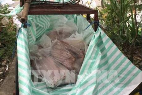 Kon Tum phát hiện thêm ổ dịch tả lợn châu Phi mới