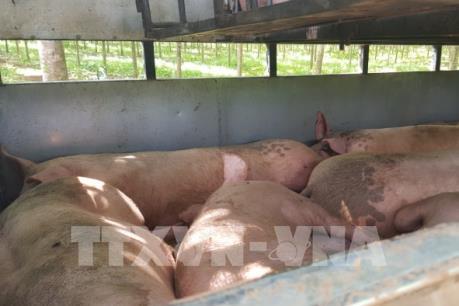 Bắt giữ xe chở hơn 2 tấn lợn từ vùng dịch đi tiêu thụ 