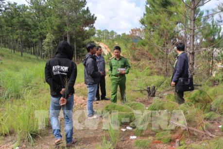 Lâm Đồng: Xác minh vụ chặt hạ rừng thông