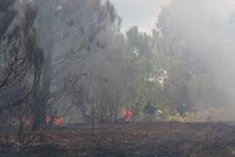 Bình Định: Cháy lớn thiêu rụi hơn 2 ha cây bụi ở khu du lịch Kỳ Co