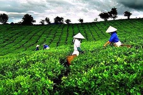 Vinamilk nâng sở hữu tại GTNfoods lên hơn 40% vốn