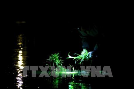 Nắng nóng gay gắt kéo dài, nông dân cấy lúa đêm