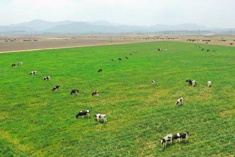 Hàng trăm tỷ đồng xây dựng trang trại bò sữa tại Quảng Ngãi