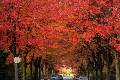 Bản tình ca mùa thu Bắc Mỹ