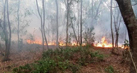 Quảng Nam: 4 ha rừng keo bị cháy rụi