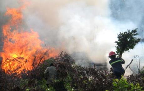 25 ha rừng của Quảng Ngãi đã bị thiêu rụi