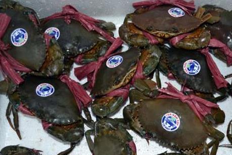 Nhãn hiệu tập thể cua Năm Căn – Cà Mau bị xâm phạm