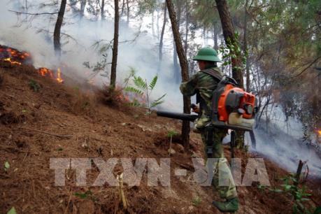 “Mưa vàng” cứu nguy sản xuất nông nghiệp, ngăn chặn cháy rừng