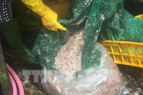 Thương lái thu mua vảy cá lóc khiến giá tăng liên tục