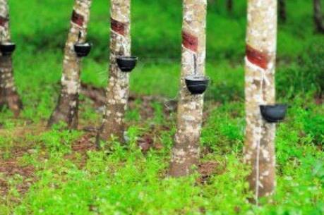 DRI chốt quyền chia cổ tức năm 2018