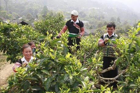 Yên Bái phát triển các sản phẩm đặc sản vùng, miền