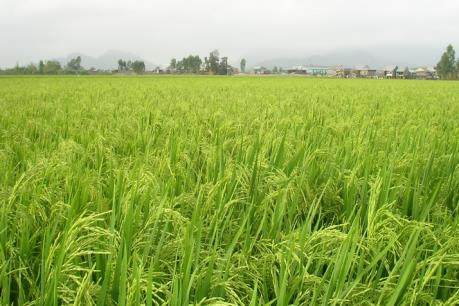 Hàng trăm hộ dân trồng lúa hữu cơ gặp khó vì doanh nghiệp ngừng tiêu thụ