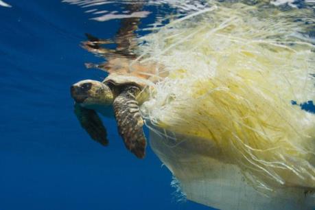 Côn Đảo: Cứu sống rùa biển quý hiếm bị mắc kẹt vào rác thải nhựa