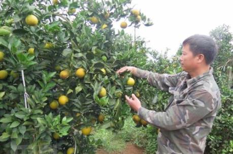 Hòa Bình mở rộng diện tích cây ăn quả có múi và rau an toàn