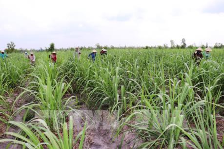 Hậu Giang yêu cầu doanh nghiệp đánh giá lại diện tích trồng mía​