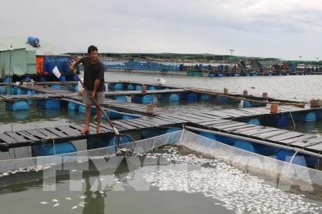 Có 90% mẫu cá chết trên sông Trà Và bị nhiễm ký sinh trùng