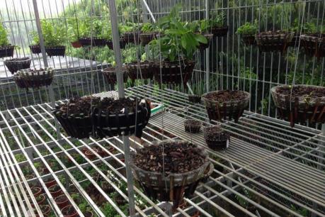 Kẻ gian đột nhập lấy 50 giò lan quý, giá trị hơn 2 tỷ đồng