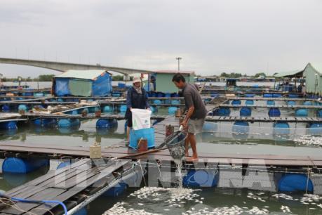 Làm rõ phản ánh của người dân về nguyên nhân cá nuôi lồng bè chết hàng loạt