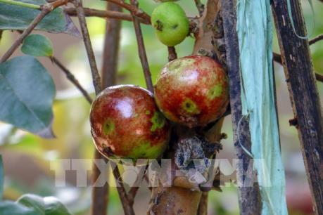 Độc đáo vườn nho thân gỗ của thầy giáo ở Cần Thơ