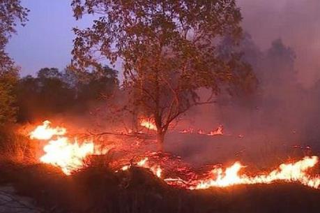 Cháy 20 ha rừng trồng cây keo tại Bình Định