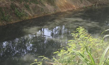 Tuyến kênh Tư Nghĩa ô nhiễm nghiêm trọng