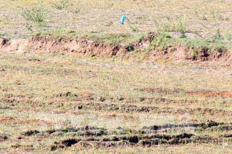 Hơn 1.500 ha đất nông nghiệp phải ngưng sản xuất vì thiếu nước