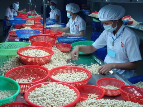 Lafooco sẽ có 600 ha điều hữu cơ