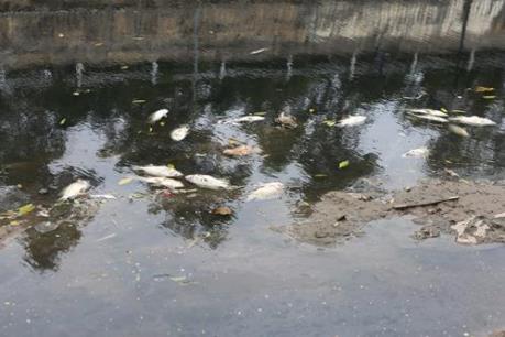 Giải thích hiện tượng cá chết trên sông Tô Lịch
