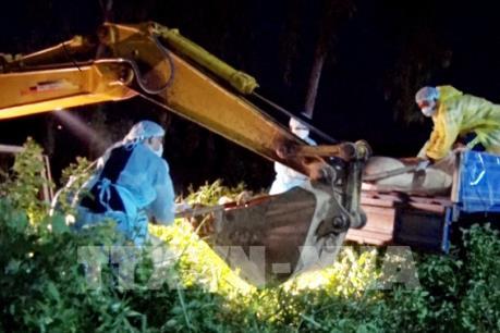 Lơ là chống dịch tả lợn châu Phi, một Chủ tịch xã bị kiểm điểm