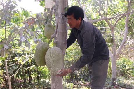 Ồ ạt đổi đất lúa sang trồng mít Thái, tiềm ẩn nhiều hệ lụy
