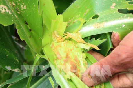 Cả nước có khoảng 15.000 ha ngô bị sâu keo mùa thu gây hại