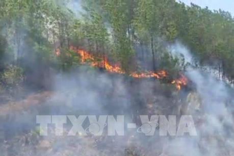 Khởi tố các đối tượng liên quan đến cháy rừng ở huyện Hương Sơn, Hà Tĩnh