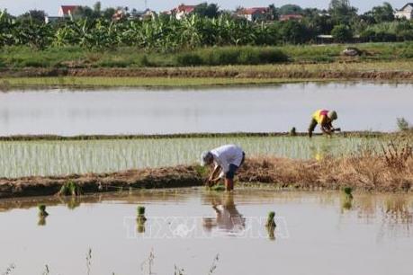Nông dân bỏ ruộng không gieo cấy, lãng phí đất sản xuất