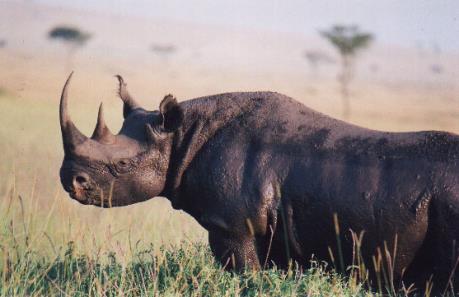 Conservation Capital sắp phát hành trái phiếu "bảo vệ động vật"