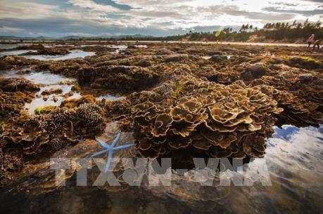 Ngắm san hô biển tuyệt đẹp ở Hòn Yến