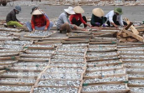 Quảng Trị tồn 750 tấn cá hấp phơi khô