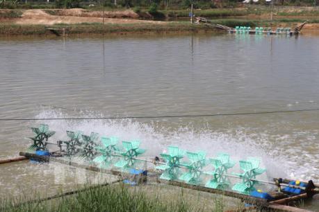 Nông dân Trà Vinh mở rộng mô hình nuôi tôm thẻ chân trắng siêu thâm canh