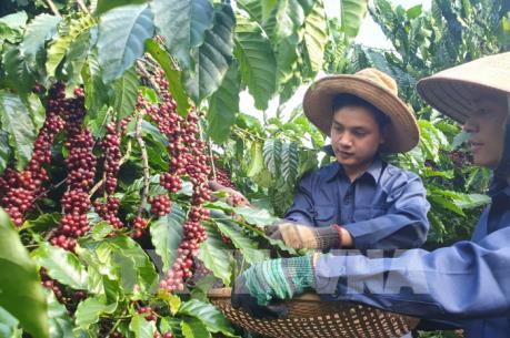 Đồng Nai đưa cây điều và cà phê vào danh sách sản phẩm nông nghiệp chủ lực