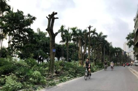 Vì sao chuyển một loạt cây hoa sữa lên trồng ở vùng đệm bãi rác Nam Sơn?
