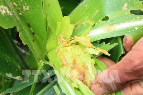Tây Ninh: 73 ha ngô bị sâu keo mùa thu tấn công