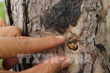 Khởi tố vụ hàng trăm cây thông bị đầu độc tại Lâm Đồng