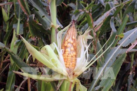 Bổ sung các loại thuốc phòng trừ sâu keo mùa thu